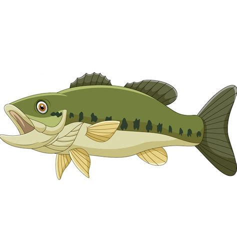 Premium Vector Cartoon Bass Fish Isolated