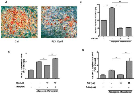 Ijms Free Full Text Fluoxetine Decreases The Proliferation And