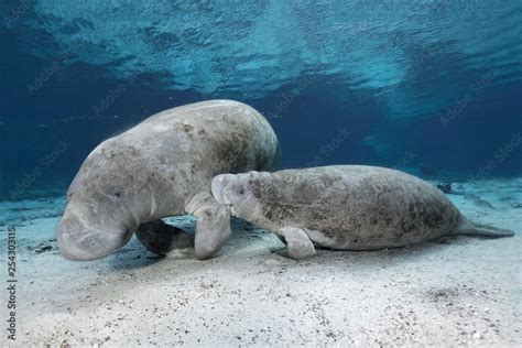 West Indian Manatees Trichechus Manatus Mother Cow Breastfeeding