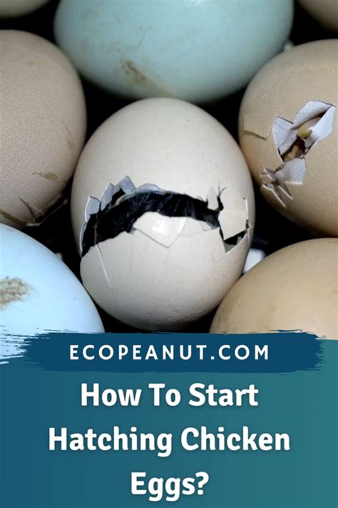 How To Start Hatching Chicken Eggs The Complete Guide Artofit