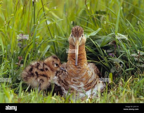 Male Black Tailed Godwit With Chick On Nest In Meadow Stock Photo Alamy