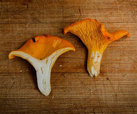 Chanterelle Mushroom Identification (and Look-Alikes to Avoid)