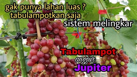 Tabulampot Anggur Jupiter Sistem Melingkar Youtube