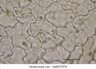 Stoma Cell Guard Cell Leaf Under Stock Photo 1669977979 | Shutterstock