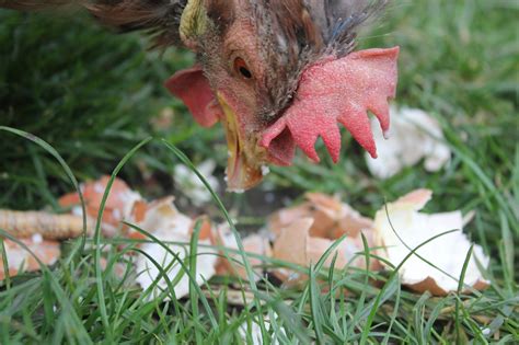 Treats for Moulting Chickens! - BackYard Chickens Community