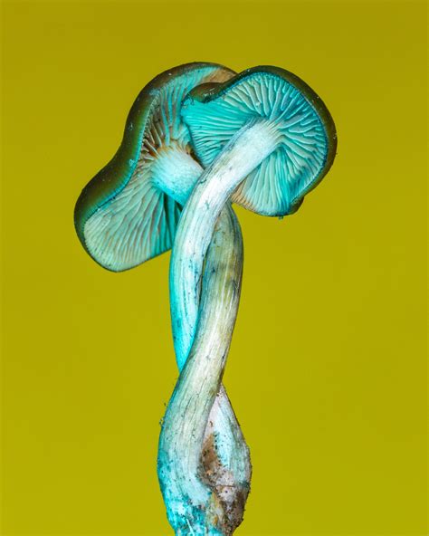 Scientific Breakthroughs Will Catalog New Magic Mushroom Varieties - RYZE Superfoods