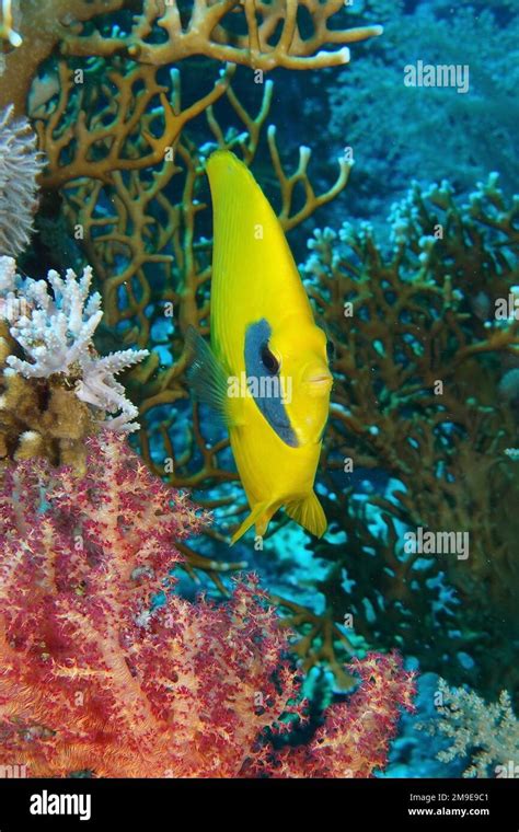 Portrait Of Bluecheek Butterflyfish Chaetodon Semilarvatus Dive