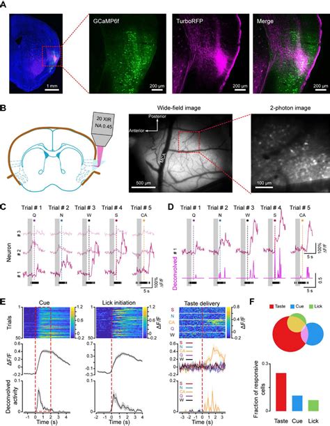 Two Photon Calcium Imaging Of Neural Activity In Gc Of Awake Behaving