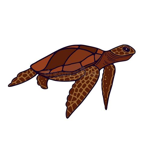 Cute Cartoon Brown Loggerhead Turtle On White Background Stock Vector