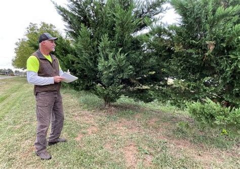 Tree Assessment Services Tree Survey Tree Safety Clean Cut Tree Services — Clean Cut Tree