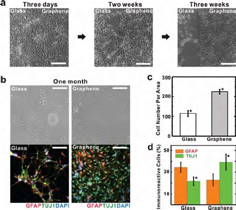 Enhanced Neural Differentiation Of Human Neural Stem Cells HNSCs On