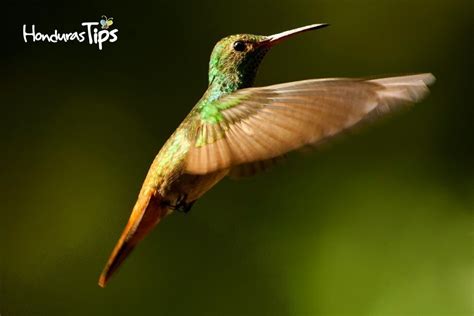 Estas Son Las 10 Especies De Flora Y Fauna Endémicas De Honduras