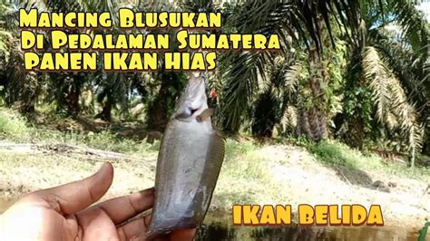 Mancing Ikan Hias Di Pedalaman Sumatera Spot Ikan Belida Di Parit