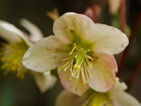 White Hellebore Flower Closeup Stock Image Image Of Flower Bloom