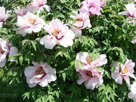 Tree Peony Paeonia Suffruticosa In Park Head Of A Pale Pink Peony