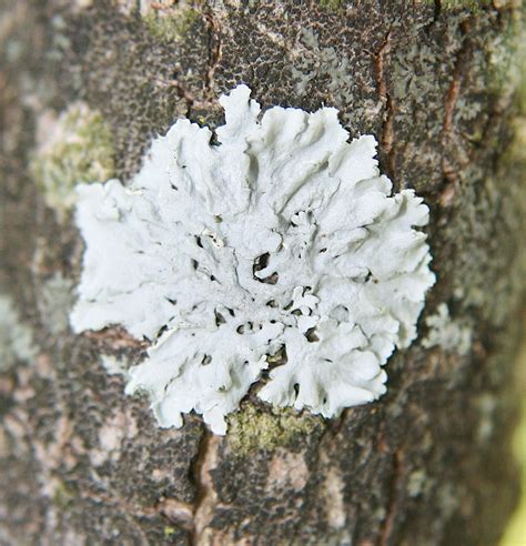 Parmeliaceae (Lichens of Shenandoah National Park) · iNaturalist