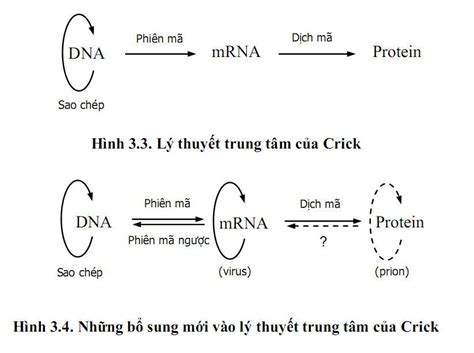 Thông tin di truyền trong ADN được biểu hiện thành tính trạng của cơ