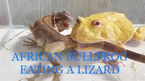 African Bullfrog Eating A Huge Live Lizard Beware Live Feeding