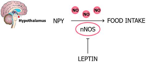 Nnos Activity Is Required For The Effects Of Leptin On Food Intake