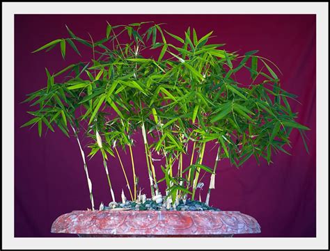 Bamboo Bonsai Bonsai Bonsai Tree Bonsai Plants