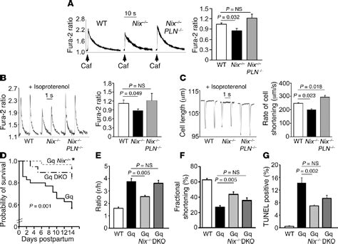 Figure 3 From Endoplasmic Reticulum Mitochondria Crosstalk In Nix