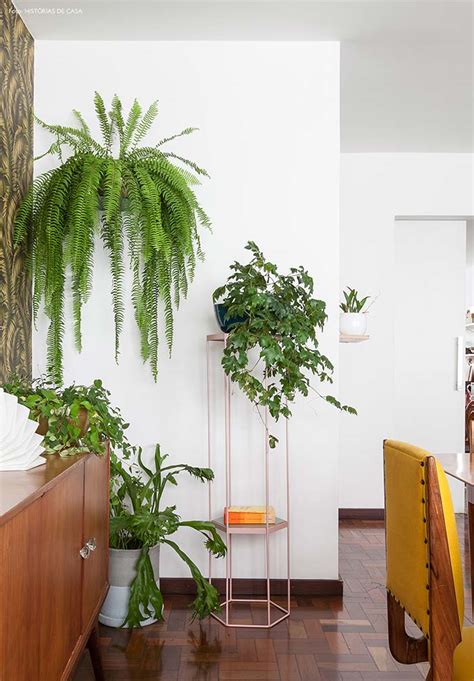 Samambaia Como Cuidar e 60 Ideias de Decoração a Planta