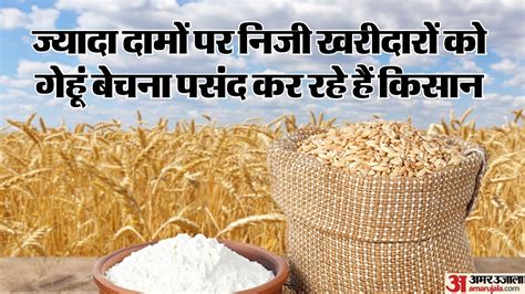 Wheat Procurement Record In Punjab Haryana Downfall In Mp Amar Ujala