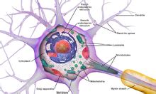 Soma (biology) - Wikipedia