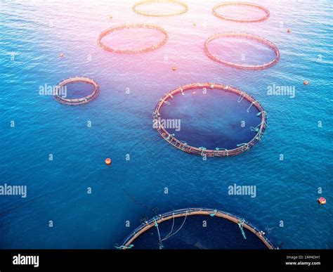 Aquaculture Fish Farm High Resolution Stock Photography And Images Alamy