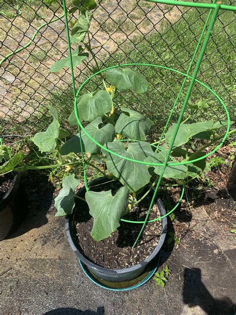 What Is Wrong With My Cucumber Plant R Gardening