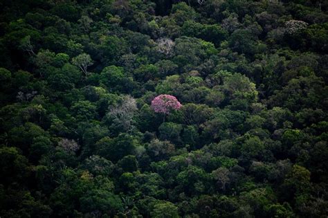 Biodiversity talks open as UN chief calls for 'peace pact' with nature