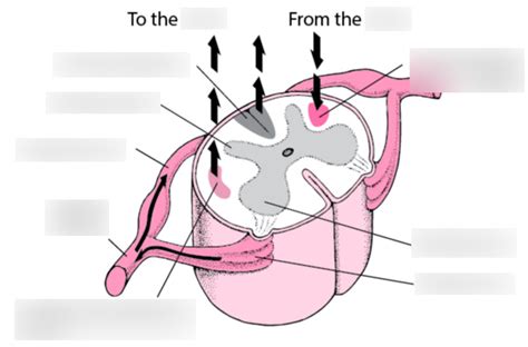 Somatosensory System Diagram | Quizlet