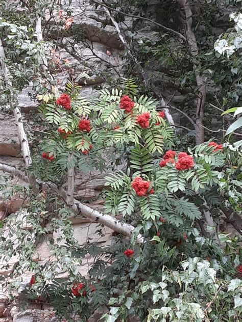 Showy Mountain Ash From Gardiner Ny Usa On September At