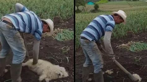 Granjero Sube TikTok Donde Entierra Vivo A Su Perrito Y Causa