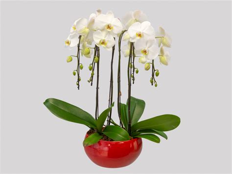 Phalaenopsis Cuia Cer Mica C Amor Plantas Ht Decorado Veiling