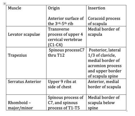 Shoulder Girdle Origin And Insertion Flashcards Quizlet