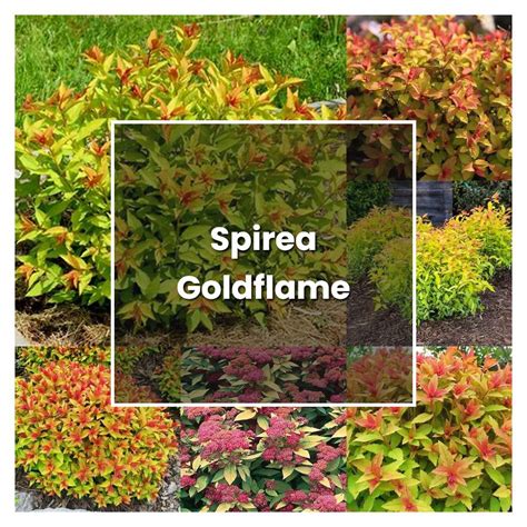 How To Grow Spirea Goldflame Plant Care Tips Norwichgardener