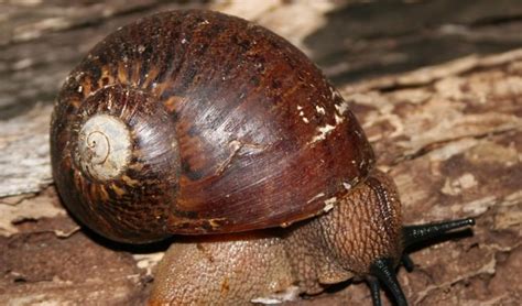 Australia’s biggest snail, the size of a tennis ball - Australian ...