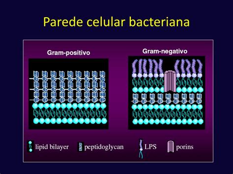 Ppt Antimicrobianos Bases Te Ricas E Uso Cl Nico Powerpoint