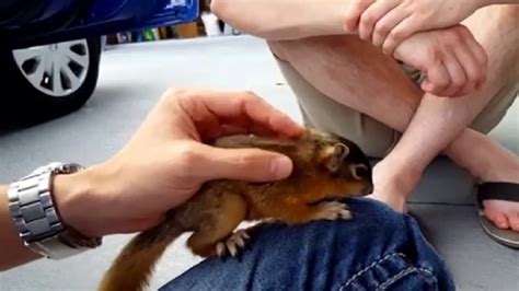 Wild Baby Squirrel Just Wants To Play (VIDEO)