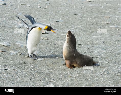 Leopard Seal Eating Penguin