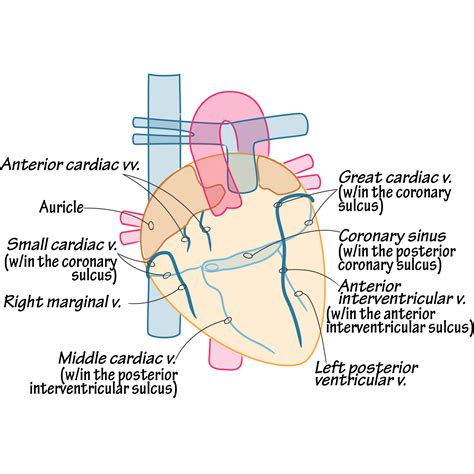 Coronary Veins Anatomy