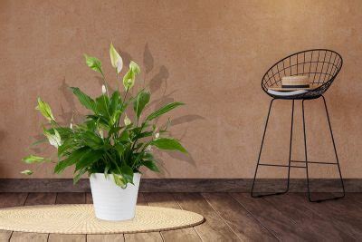 4 Giant Peace Lily Varieties (with Care Guides) - Plantglossary