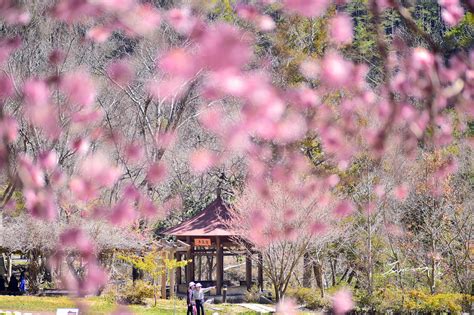 Fondos de pantalla rosado árbol planta primavera flor de cerezo