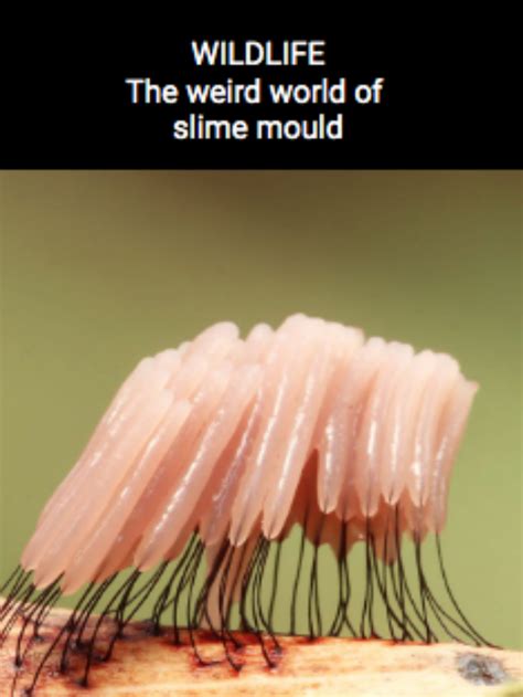 The Weird And Wacky World Of Slime Moulds Australian Geographic