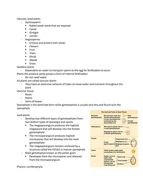 Biology Lab Chapter Vascular Seed Plants Gymnosperm Naked Seed