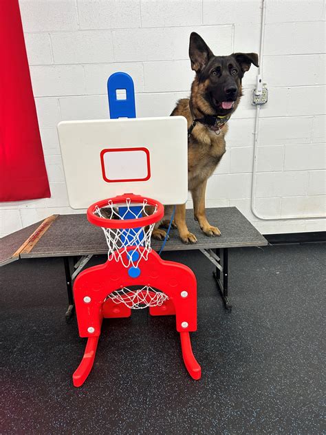 Family Dog Training Center | Kent WA