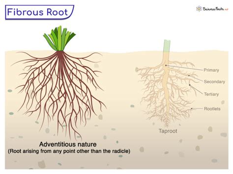 Fibrous Root - Definition, Examples, Functions, and Diagram