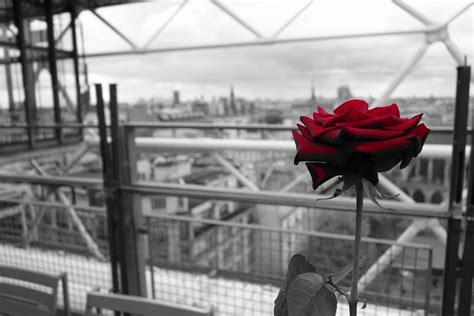 return  paris rosie   world