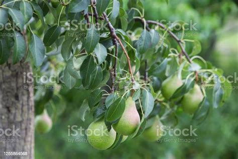 Matangkan Pir Di Pohon Di Kebun Di Pertanian Pertanian Organik Buah Pir